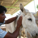 staff-member-roshan-with-rescue-donkey